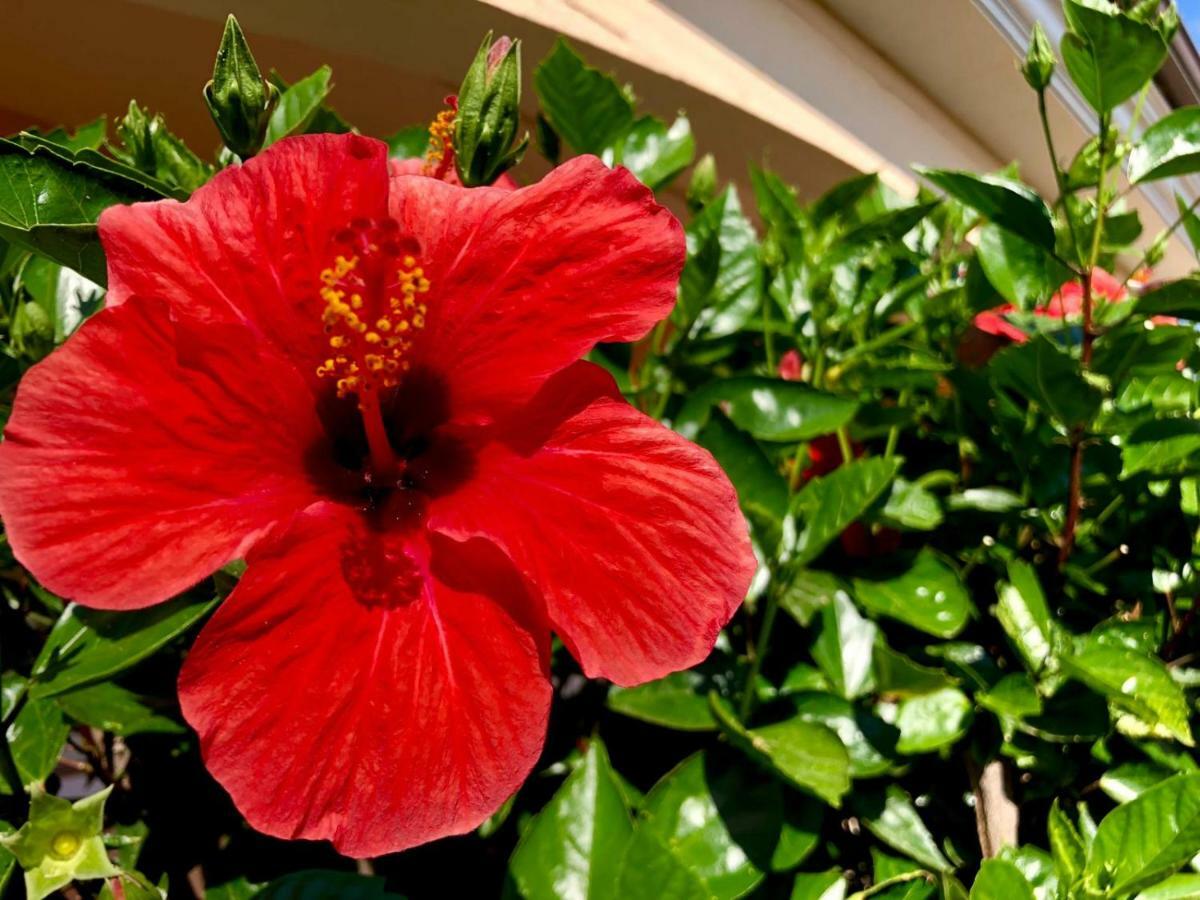 Apartmán Casa Dolce Hibiscus Olbia Exteriér fotografie